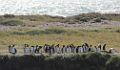0631-dag-27-072-Porvenir Bahia Inutil Pinguin rey
